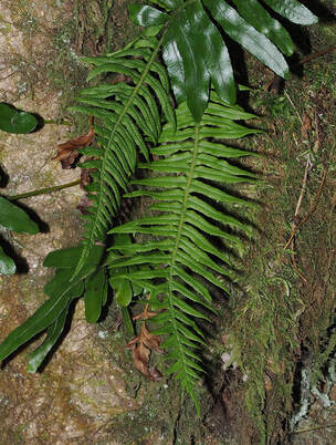 Polypodium glycyrrhiza (Licorice fern) 