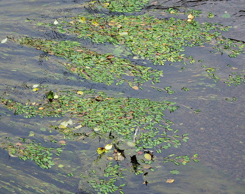Potamogeton epihydrus