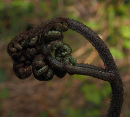 Pteridium aquilinum ssp. pubescens