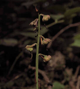 Pyrola asarifolia ssp. bracteata 