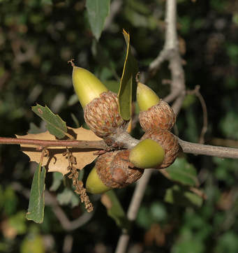 Quercus wislizeni var. frutescens