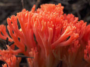 Ramaria araiospora var. araiospora (Red coral)