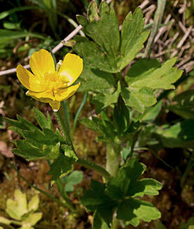 Ranunculus orthorhyncus var. orthorhynchus
