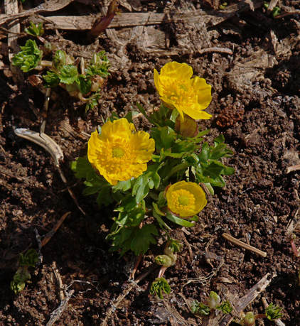 Ranunculus suksdorfii