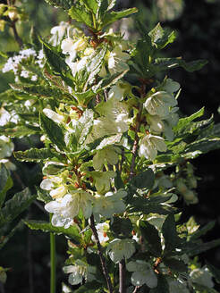 Rhododendron  albiflorum