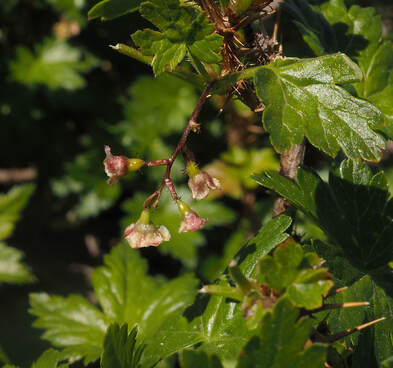 Ribes lacustre (Swamp gooseberry)