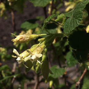 Ribes viscosissimum