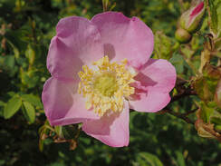 Rosa nutkana ssp. nutkana (Nootka Rose) 