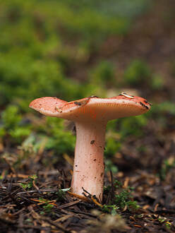 Russula americana (American russula)