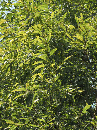 Salix lasiandra (Pacific willow)