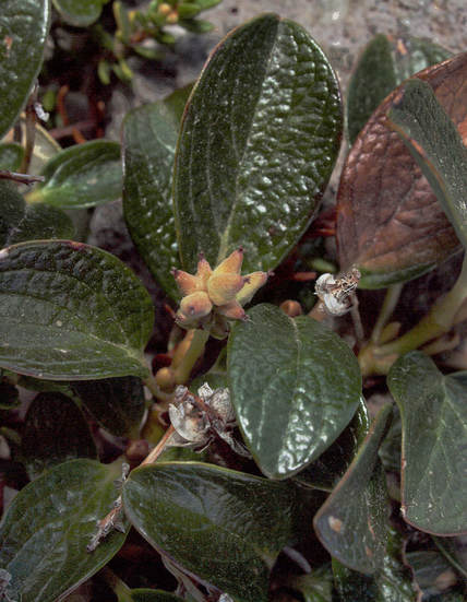 Salix nivalis