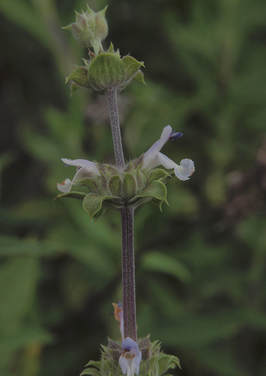 Salvia mellifera