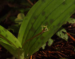 Scoliopus bigelovii