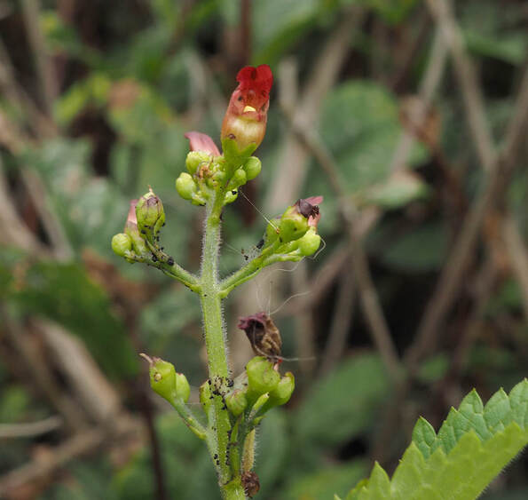 Scrophularia californica  (California figwort)