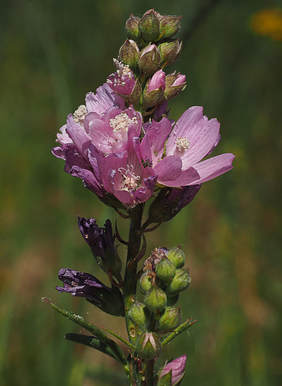 Sidalcea oregana var. oregana