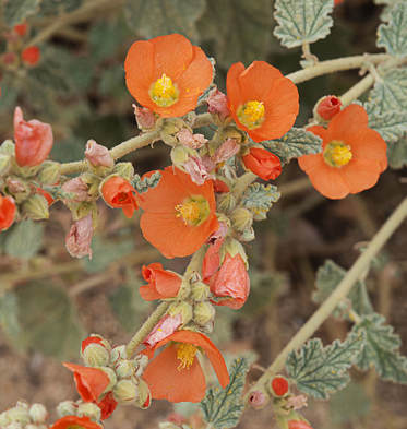 Sphaeralcea ambigua