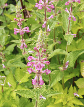 Stachys mexicana (Mexican hedge-nettle)
