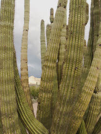 Stenocereus thurberi