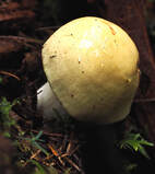 Stropharia sp.