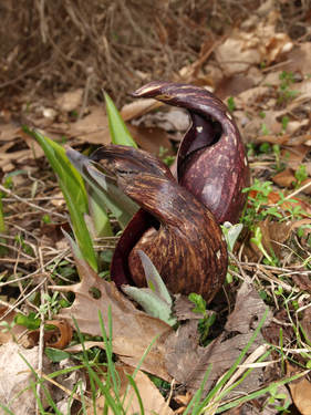 Symplocarpus foetidus