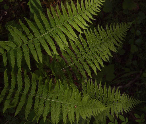 Thelyptris nevadensis