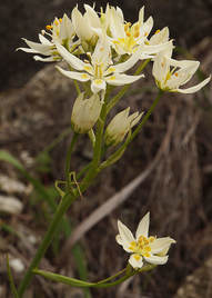 Toxicoscordion fontanum