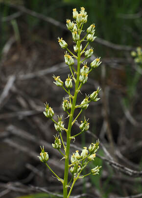 Toxicoscordion venenosum var. venenosum