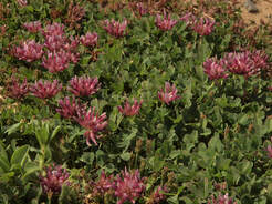 Trifolium wormksjoldii