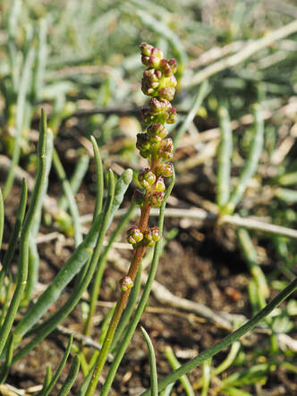 Triglochin concinna var. concinna