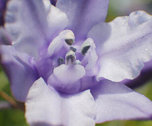 Triteleia grandiflora var. howellii (Howell's lily) 