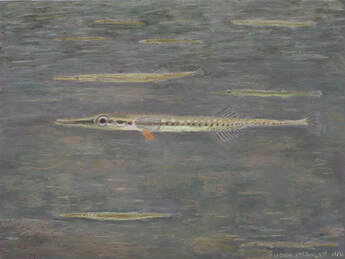 Tubesnout (Aulorhynchus flavidus)