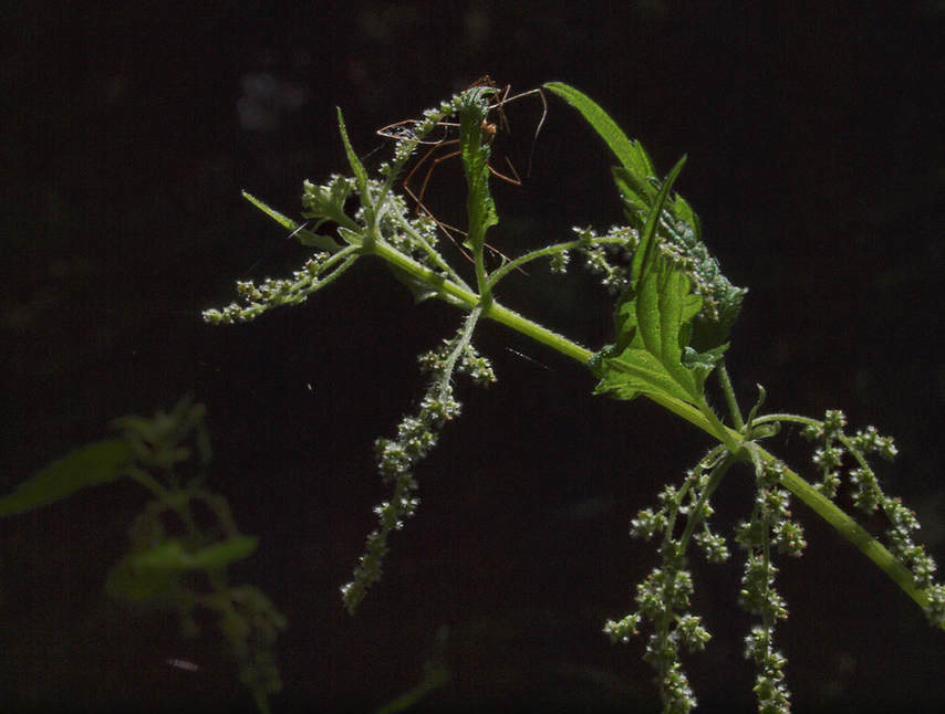 Urtica dioica ssp. gracilis