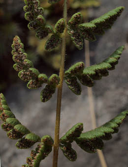Woodsia scopulina ssp. scopulina