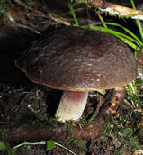 Xerocomellus autropurpureus