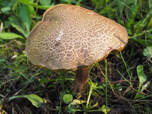 Xerocomellus chrysenteron (Red Cracking Bolete)