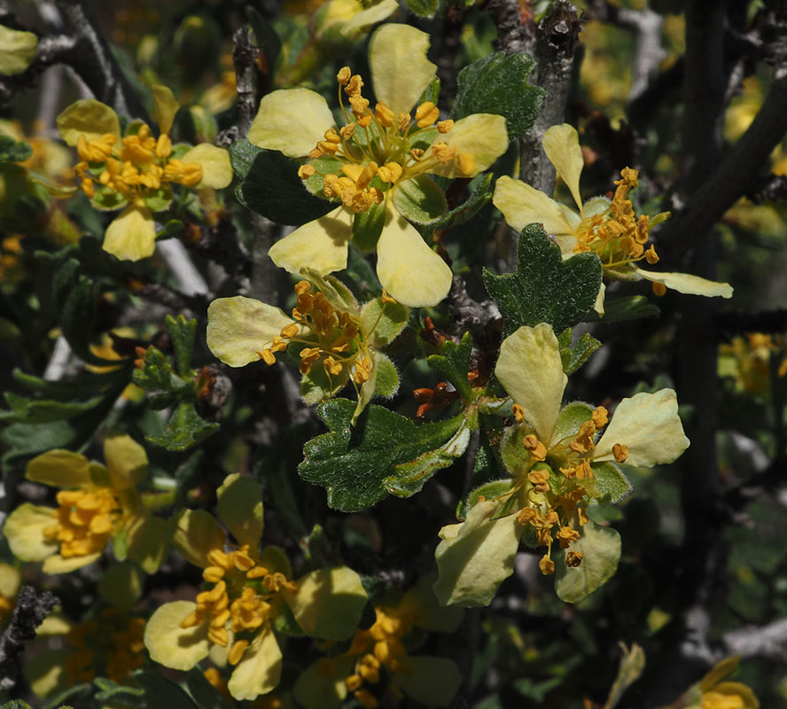 Purshia tridentata