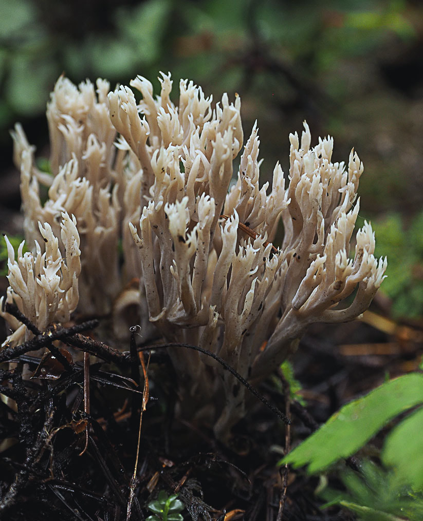 Ramaria abietina (Green staining coral)