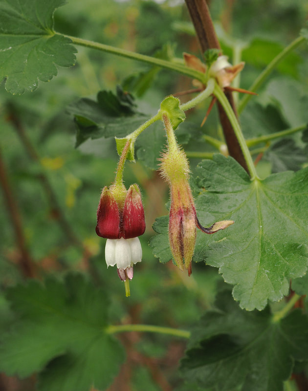 Ribes amarum