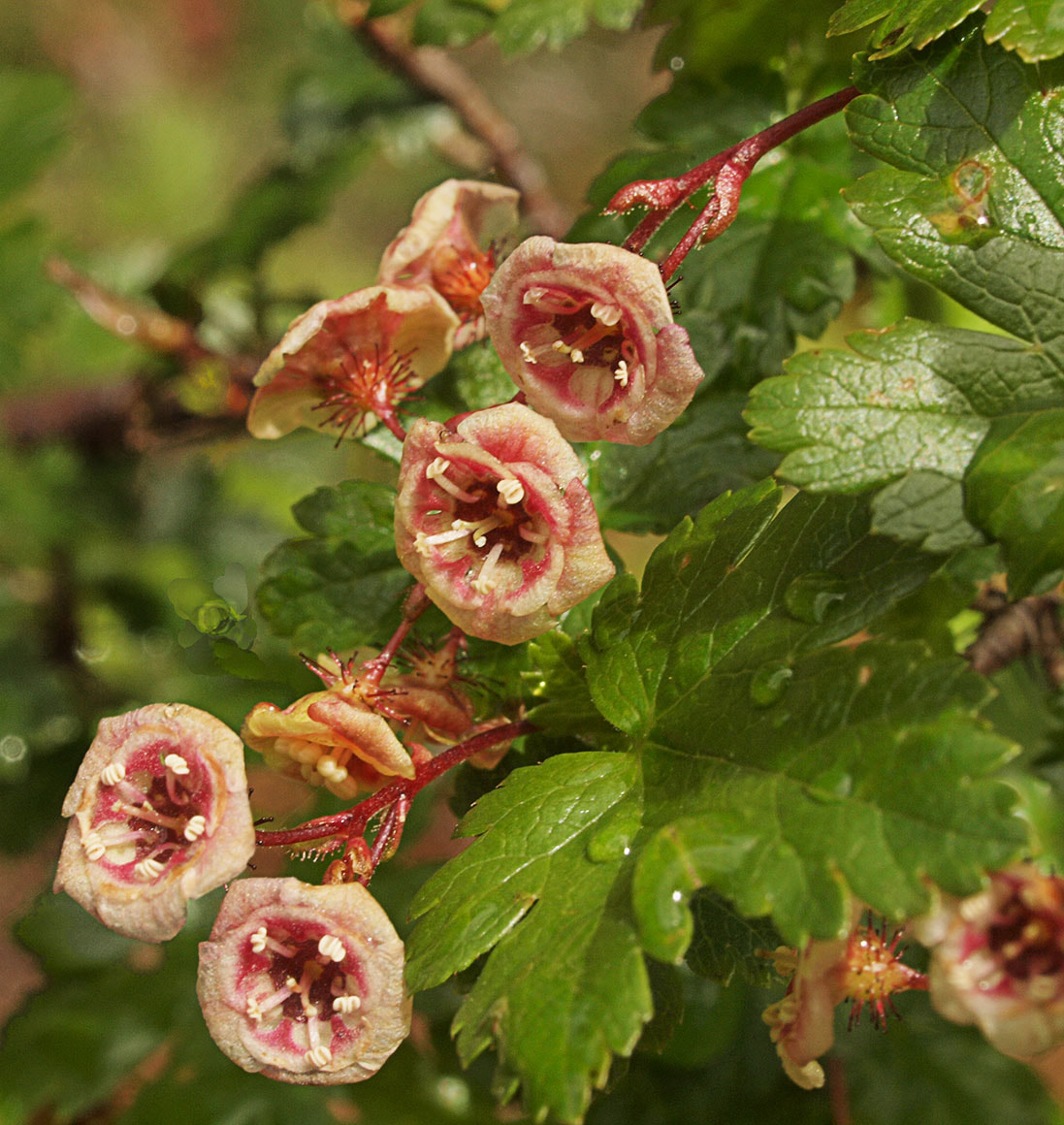 Ribes lacustre