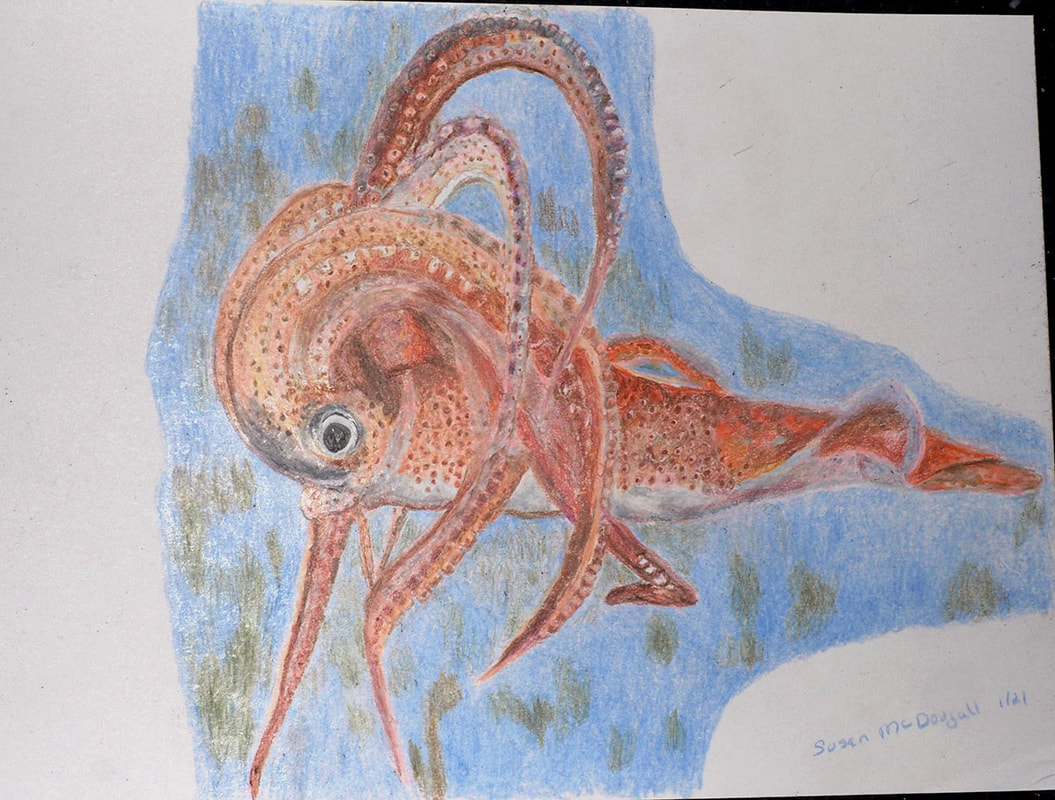 Robust Clubhook Squid - Colored Pencil
