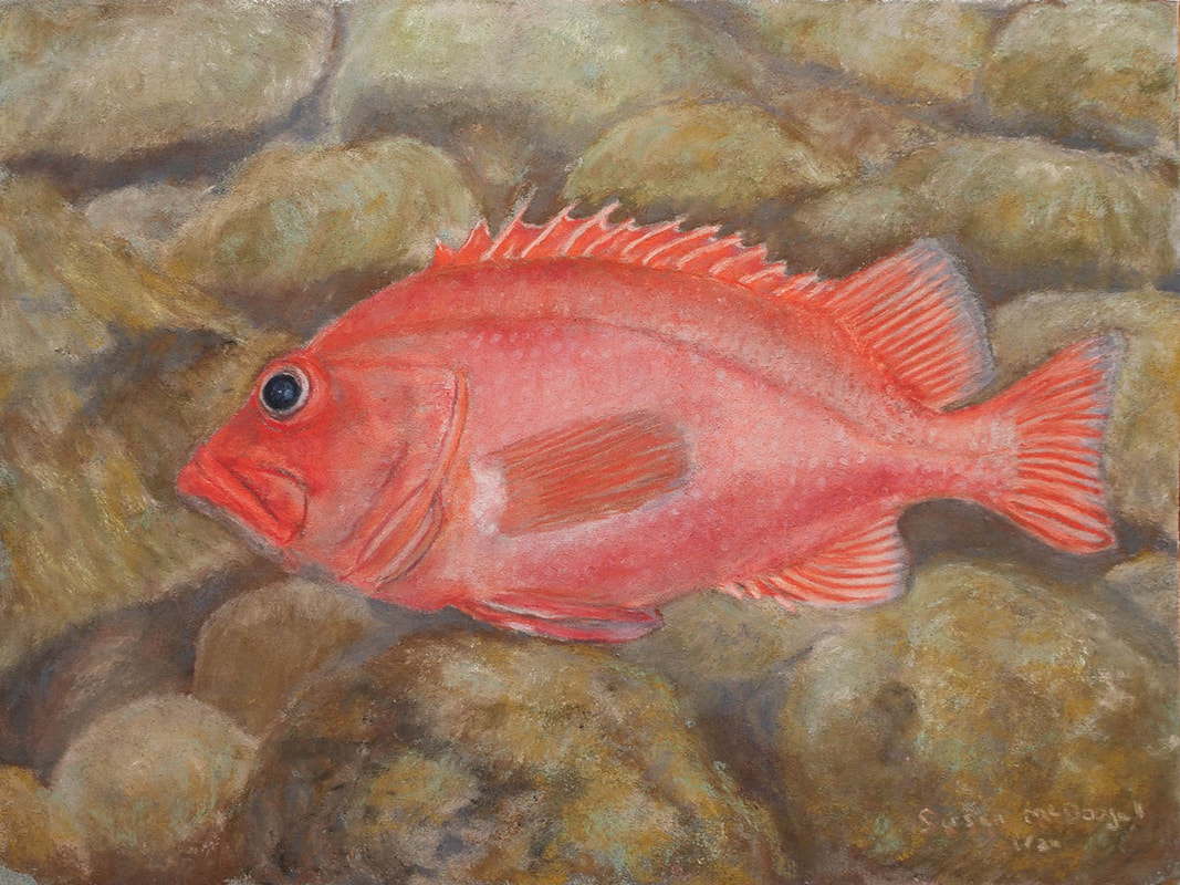 Rougheye Rockfish (Sebastes aleutianus)