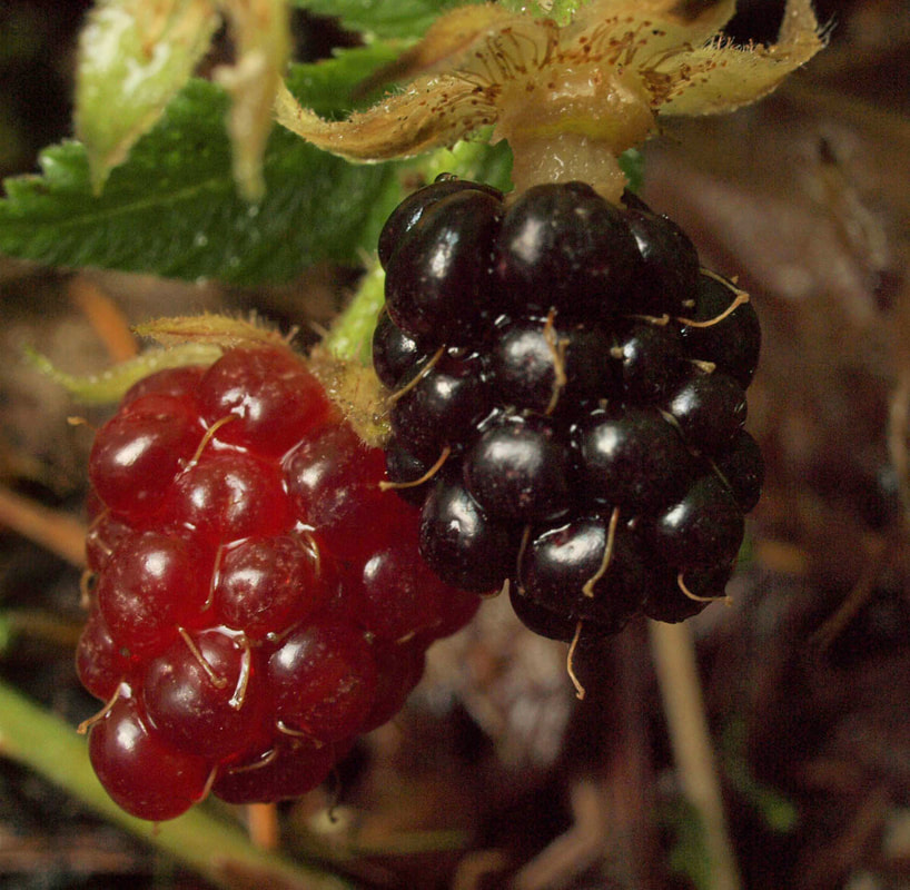Rubus ursinus