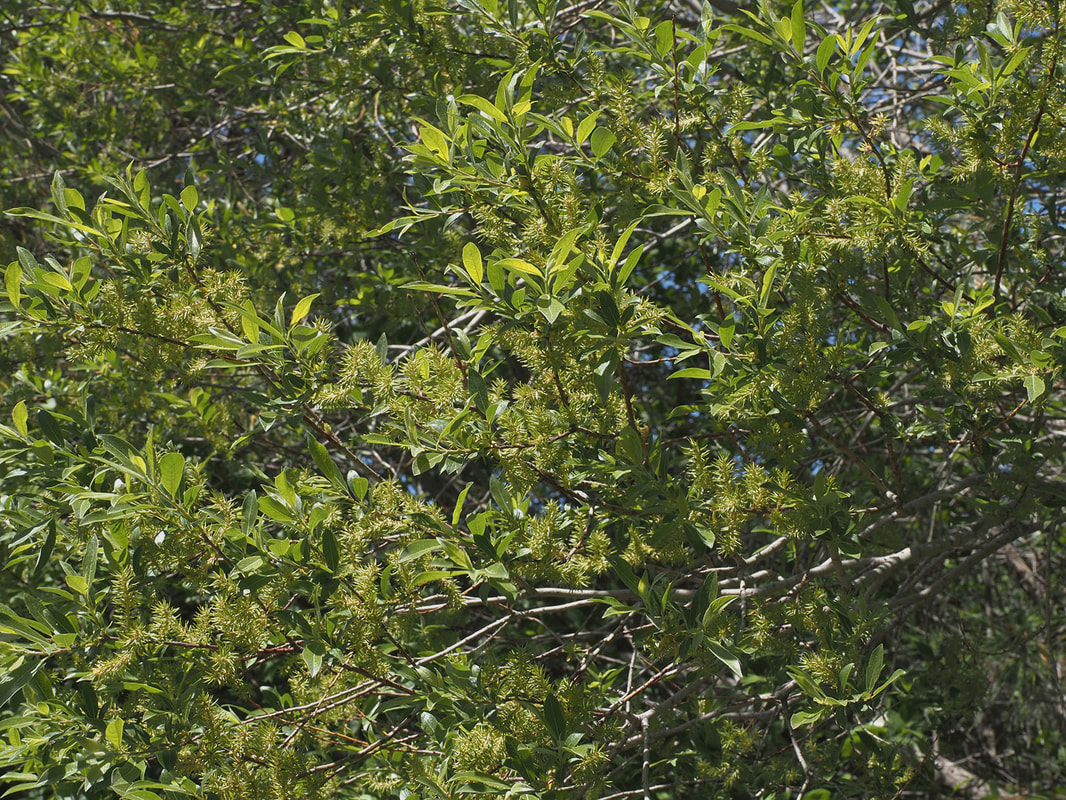 Salix planifolia