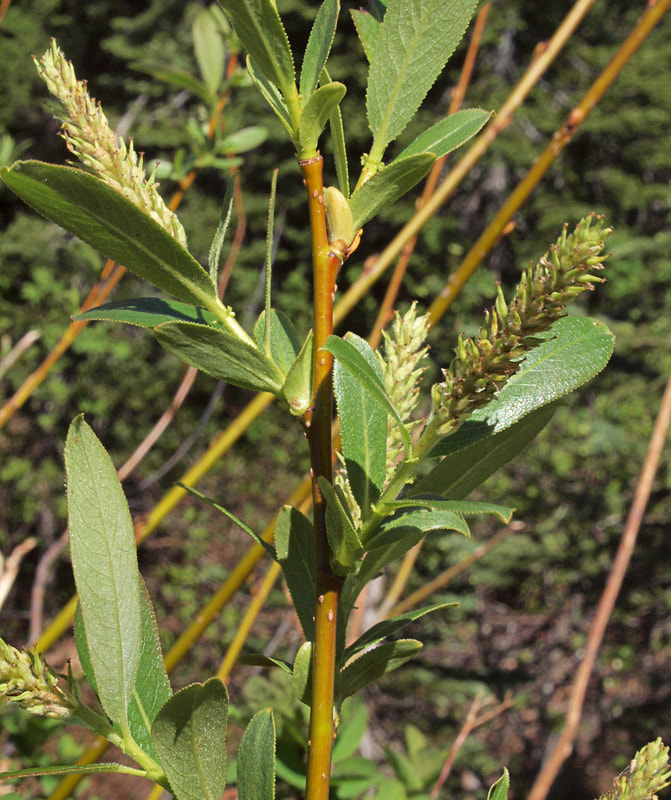 Salix prolixa