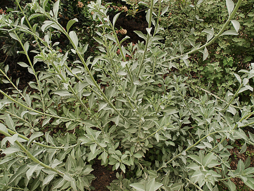 Salvia apiana