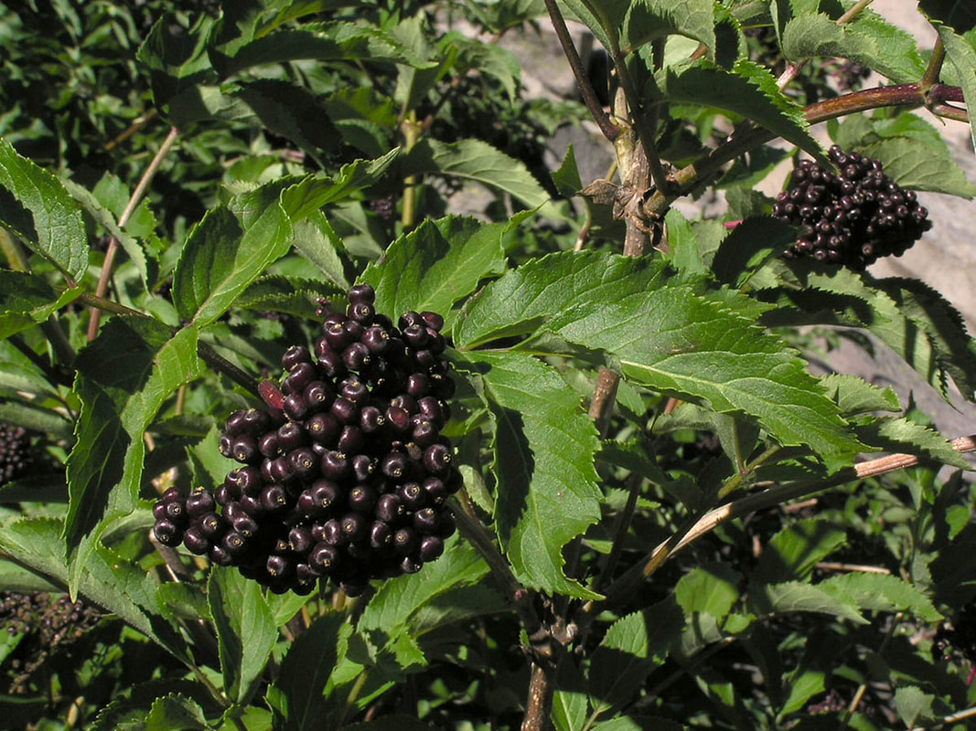 Sambucus racemosa var. melanocarpa