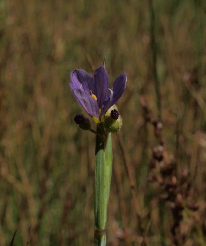 Sisyrinchium idahoense var. macounii
