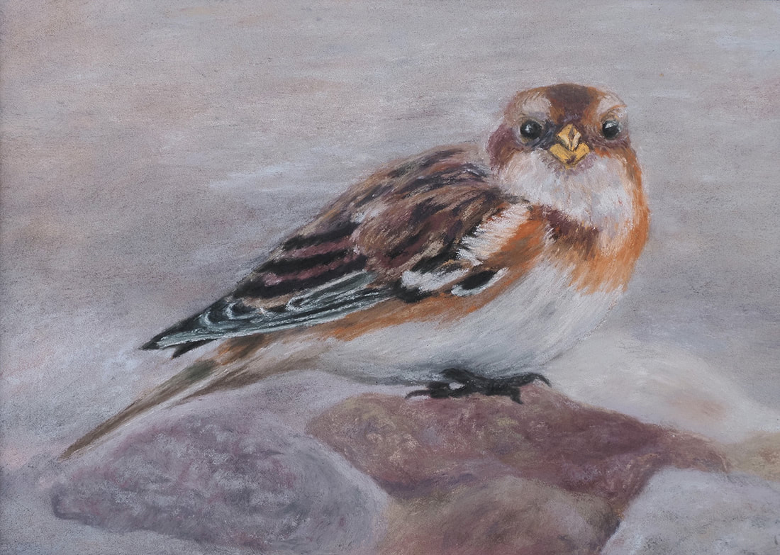 Snow Bunting