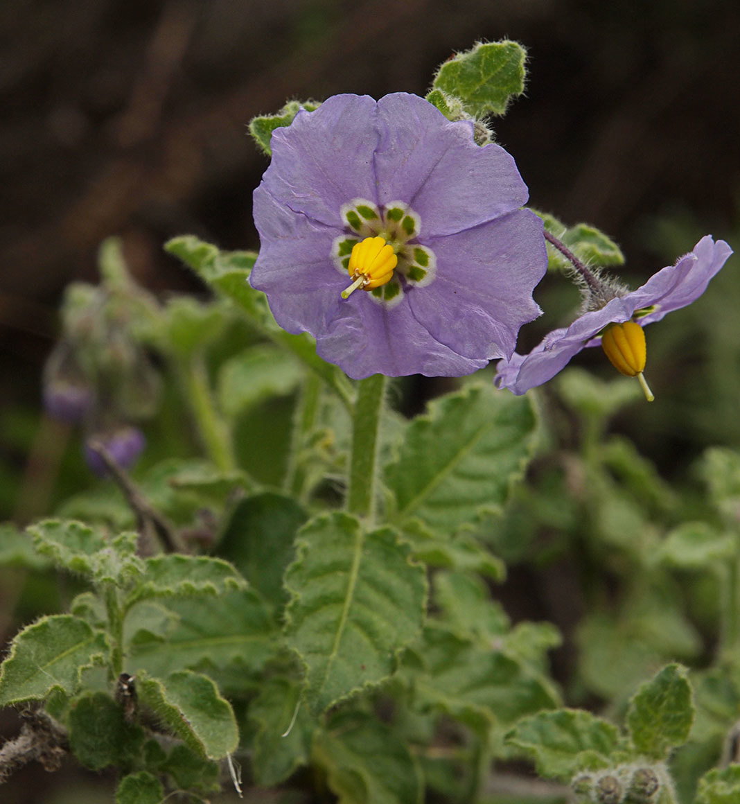 Solanum xanti