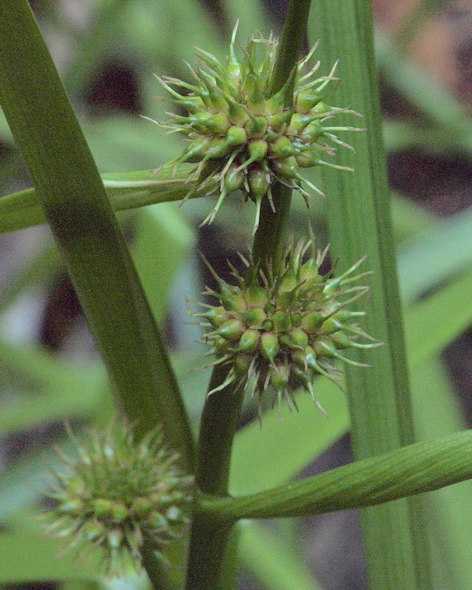 Sparganium eurycarpum